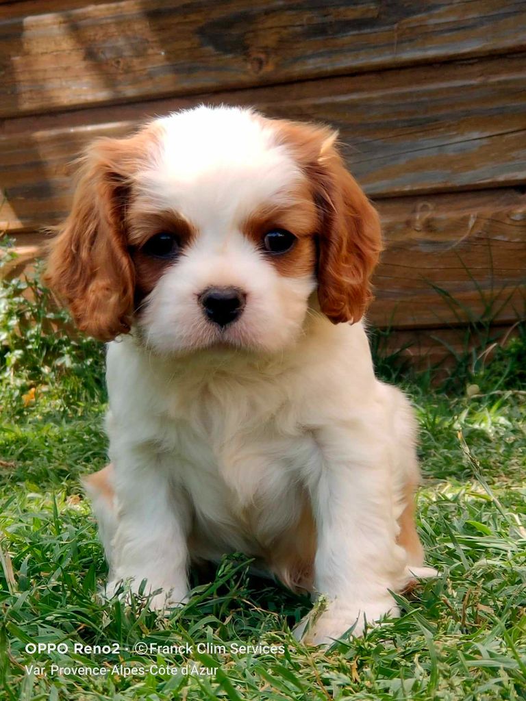 De jamirande - Chiot disponible  - Cavalier King Charles Spaniel