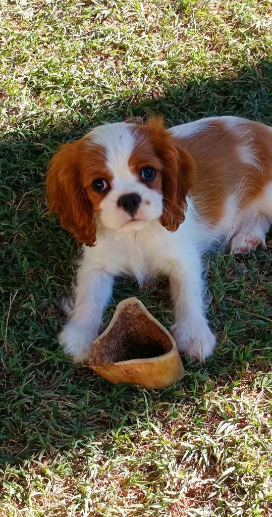 De jamirande - Chiot disponible  - Cavalier King Charles Spaniel