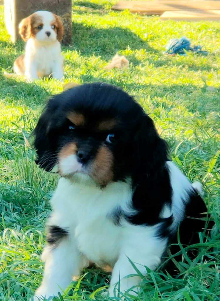 De jamirande - Chiot disponible  - Cavalier King Charles Spaniel