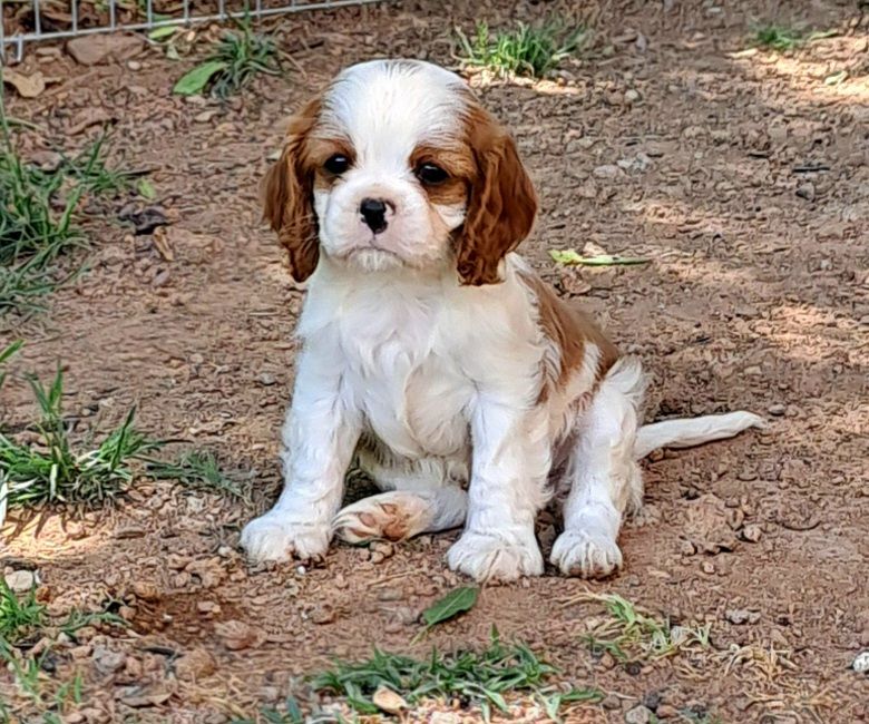 De jamirande - Chiot disponible  - Cavalier King Charles Spaniel