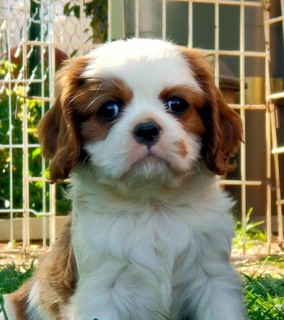 chiot Cavalier King Charles Spaniel De jamirande