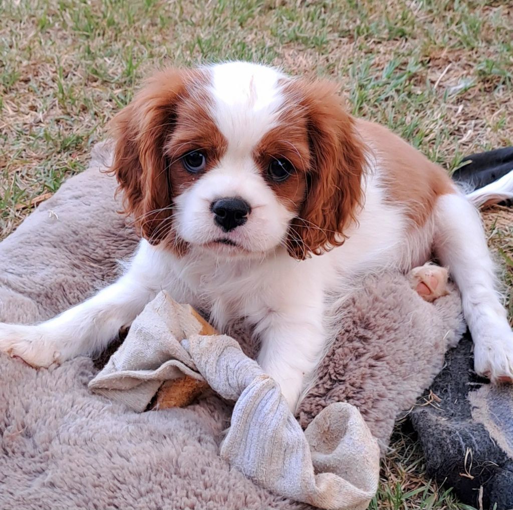 De jamirande - Chiot disponible  - Cavalier King Charles Spaniel