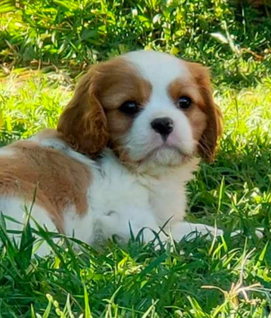 De jamirande - Chiot disponible  - Cavalier King Charles Spaniel