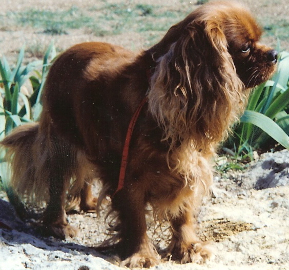 Jaroussia belle (Sans Affixe)