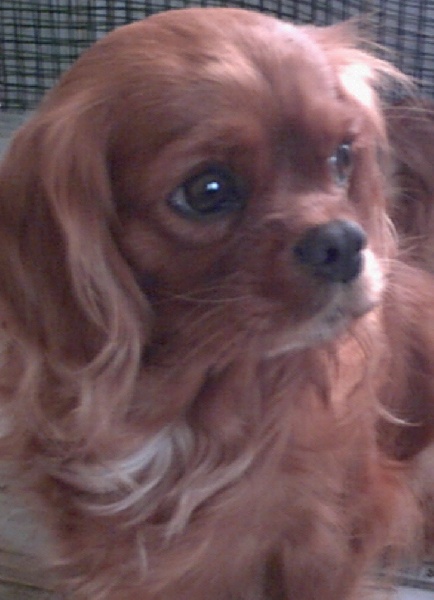 Vanille De jamirande