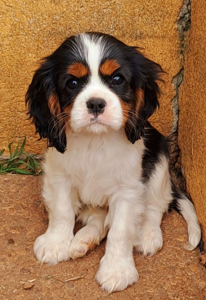 De jamirande - Chiots disponibles - Cavalier King Charles Spaniel