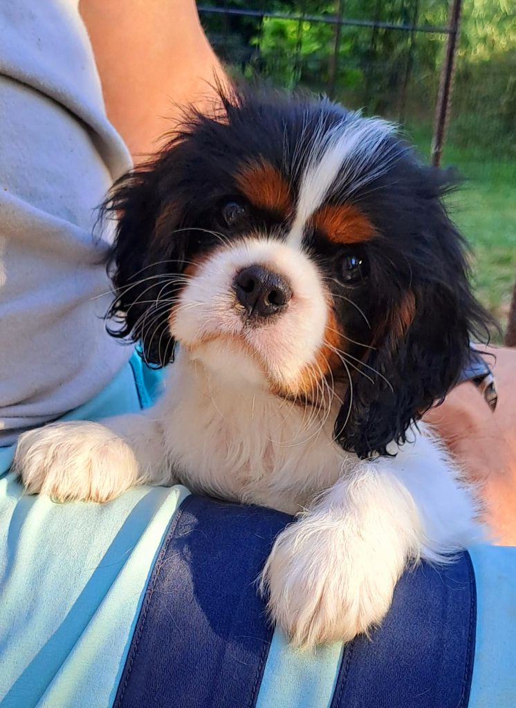 De jamirande - Chiots disponibles - Cavalier King Charles Spaniel