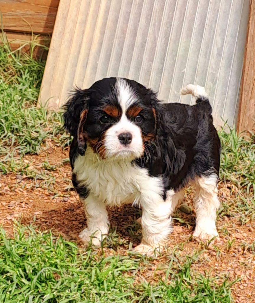 De jamirande - Chiots disponibles - Cavalier King Charles Spaniel