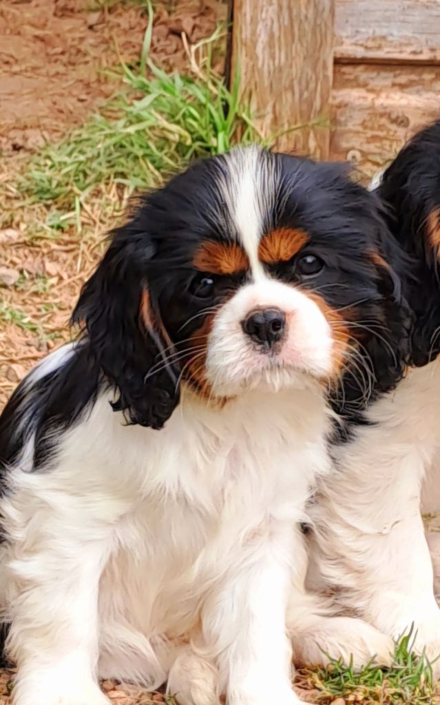 De jamirande - Chiots disponibles - Cavalier King Charles Spaniel