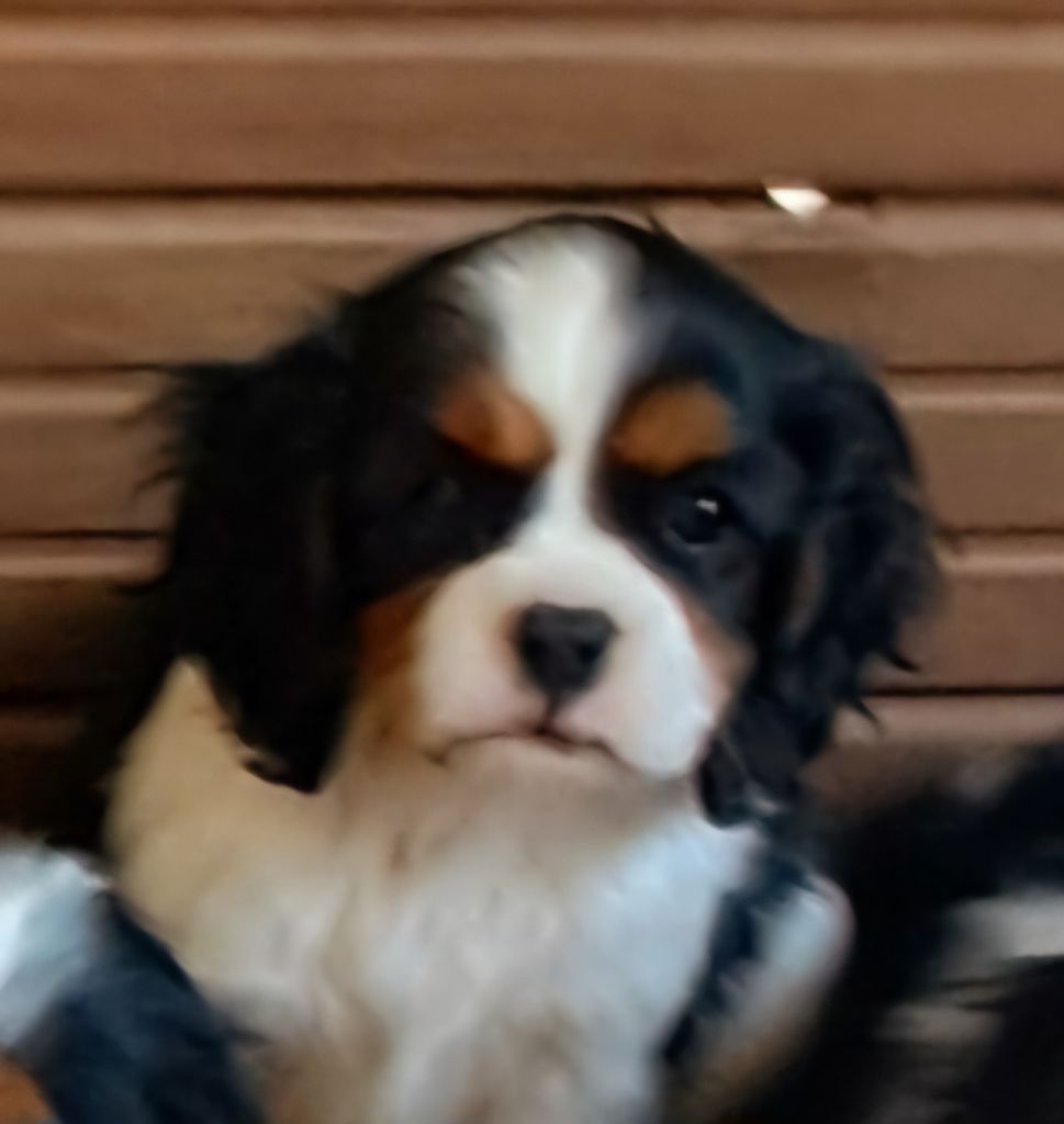 De jamirande - Chiots disponibles - Cavalier King Charles Spaniel