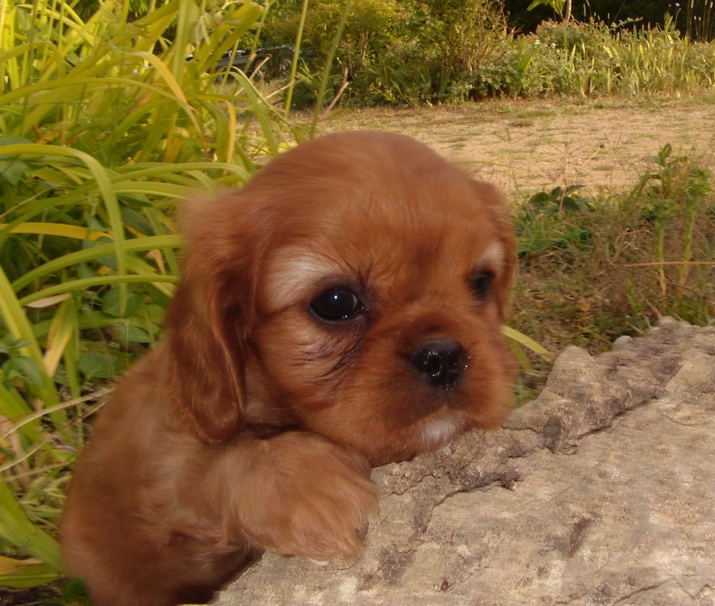 Chiot Cavalier King Charles Spaniel De jamirande