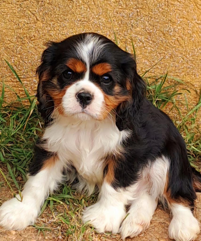 De jamirande - Chiots disponibles - Cavalier King Charles Spaniel