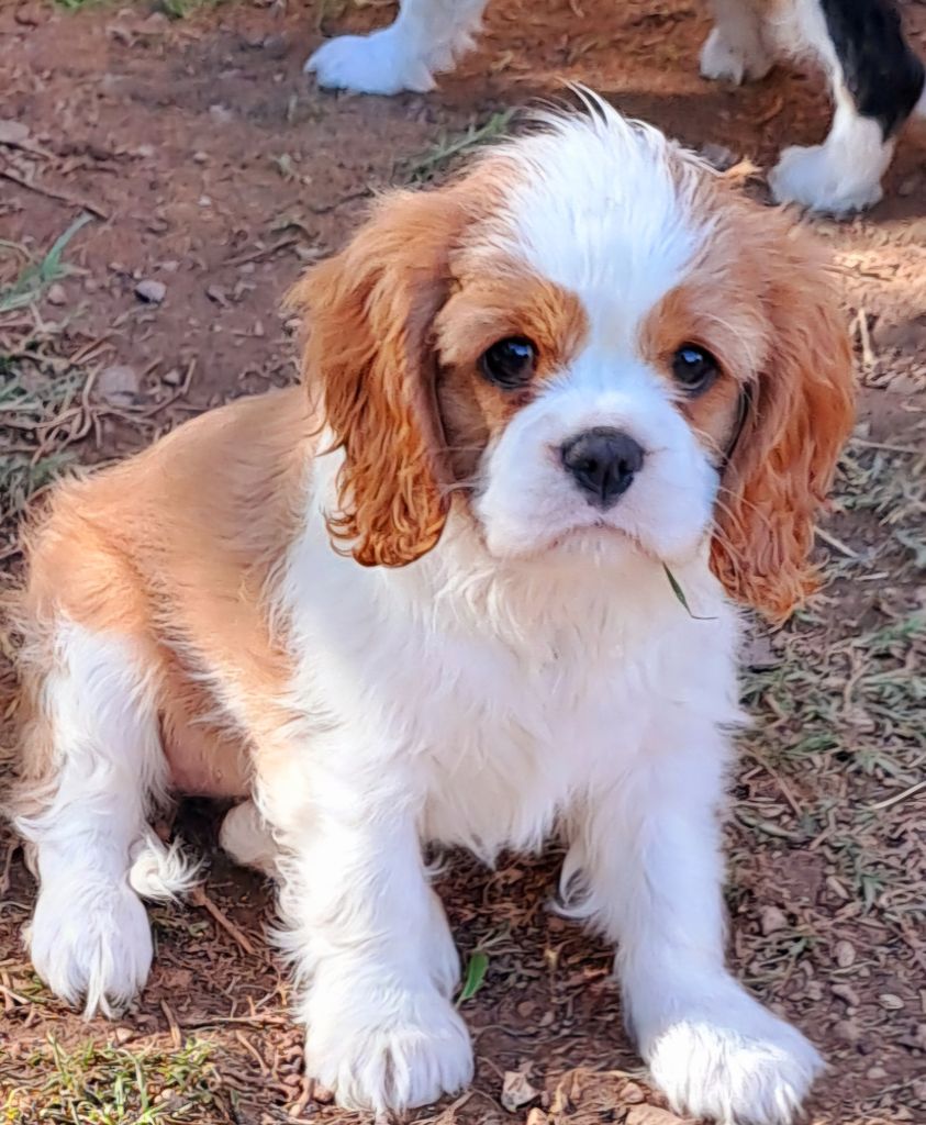De jamirande - Chiots disponibles - Cavalier King Charles Spaniel