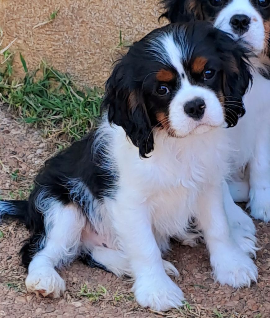 De jamirande - Cavalier King Charles Spaniel - Portée née le 02/03/2025